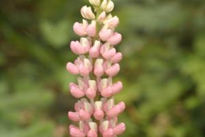 <img300*0:stuff/z/169023/Pink%2520Flowers/i1307650155_10.jpg>