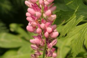 <img300*0:stuff/z/169023/Pink%2520Flowers/i1307650155_11.jpg>