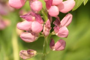 <img300*0:stuff/z/169023/Pink%2520Flowers/i1307650155_12.jpg>