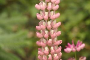 <img300*0:stuff/z/169023/Pink%2520Flowers/i1307650155_13.jpg>