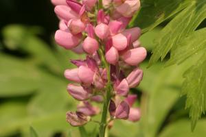 <img300*0:stuff/z/169023/Pink%2520Flowers/i1307650155_14.jpg>