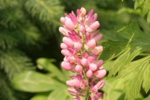 <img300*0:stuff/z/169023/Pink%2520Flowers/i1307650155_2.jpg>
