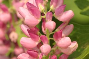 <img300*0:stuff/z/169023/Pink%2520Flowers/i1307650155_3.jpg>