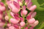 Pink Flowers