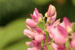 <img300*0:stuff/z/169023/Pink%2520Flowers/i1307650155_4.jpg>