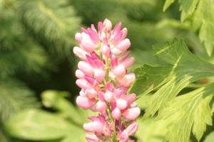 <img300*0:stuff/z/169023/Pink%2520Flowers/i1307650155_5.jpg>