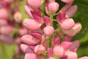 <img300*0:stuff/z/169023/Pink%2520Flowers/i1307650155_6.jpg>