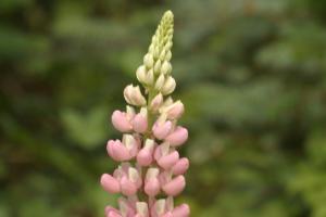 <img300*0:stuff/z/169023/Pink%2520Flowers/i1307650155_7.jpg>