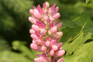 <img300*0:stuff/z/169023/Pink%2520Flowers/i1307650155_8.jpg>