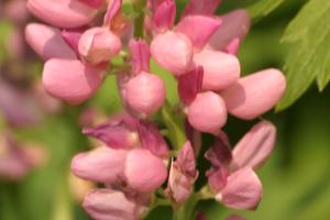 <img300*0:stuff/z/169023/Pink%2520Flowers/i1307650155_9.jpg>