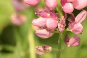 <img300*0:stuff/z/169023/Pink%2520Flowers/i1307650156_15.jpg>