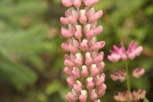 <img300*0:stuff/z/169023/Pink%2520Flowers/i1307650156_16.jpg>