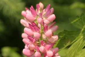 <img300*0:stuff/z/169023/Pink%2520Flowers/i1307650156_17.jpg>