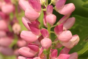 <img300*0:stuff/z/169023/Pink%2520Flowers/i1307650156_18.jpg>