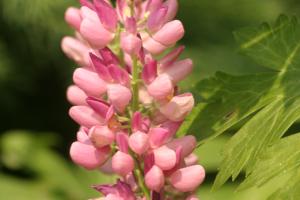 <img300*0:stuff/z/169023/Pink%2520Flowers/i1307650156_19.jpg>