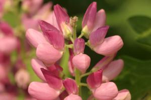 <img300*0:stuff/z/169023/Pink%2520Flowers/i1307650156_20.jpg>