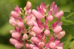 <img300*0:stuff/z/169023/Pink%2520Flowers/i1307650156_21.jpg>