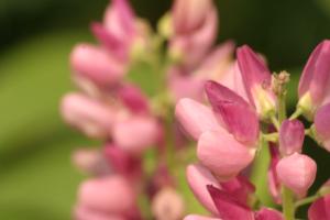 <img300*0:stuff/z/169023/Pink%2520Flowers/i1307650156_22.jpg>