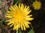 <img150*0:stuff/z/169023/Plants%252011/i1258920678_2.jpg>