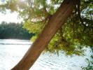 <img0*100:stuff/z/169023/Plants%252011/i1258920678_3.jpg>