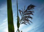 <img150*0:stuff/z/169023/Plants%252011/i1258920678_4.jpg>