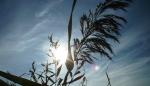 <img150*0:stuff/z/169023/Plants%252011/i1258920678_6.jpg>