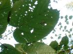 <img150*0:stuff/z/169023/Plants%252011/i1258920679_10.jpg>
