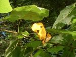 <img150*0:stuff/z/169023/Plants%252011/i1258920679_11.jpg>