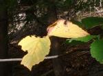 <img150*0:stuff/z/169023/Plants%252011/i1258920679_7.jpg>