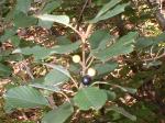 <img150*0:stuff/z/169023/Plants%252011/i1258920679_8.jpg>