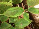 <img150*0:stuff/z/169023/Plants%252011/i1258920679_9.jpg>