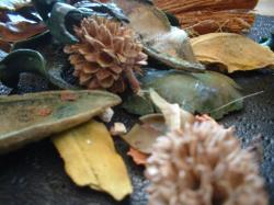 <img250*0:stuff/z/169023/Potpourri/i1255994688_1.jpg>