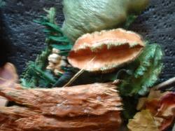 <img250*0:stuff/z/169023/Potpourri/i1255994689_6.jpg>
