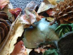 <img250*0:stuff/z/169023/Potpourri/i1255994690_19.jpg>