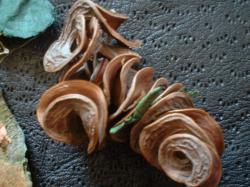 <img250*0:stuff/z/169023/Potpourri/i1255994690_24.jpg>