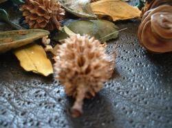 <img250*0:stuff/z/169023/Potpourri/i1255994690_25.jpg>