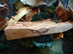 <img250*0:stuff/z/169023/Potpourri/i1255994690_26.jpg>