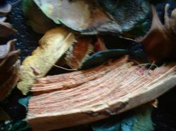 <img250*0:stuff/z/169023/Potpourri/i1255994691_30.jpg>