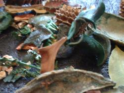 <img250*0:stuff/z/169023/Potpourri/i1255994691_31.jpg>