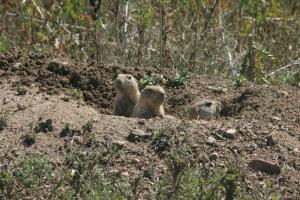 <img300*0:stuff/z/169023/Prairie%2520Dogs.2/i1281728860_2.jpg>
