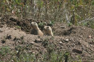 <img300*0:stuff/z/169023/Prairie%2520Dogs.2/i1281728860_3.jpg>