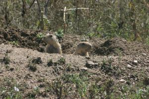 <img300*0:stuff/z/169023/Prairie%2520Dogs.2/i1281728860_4.jpg>