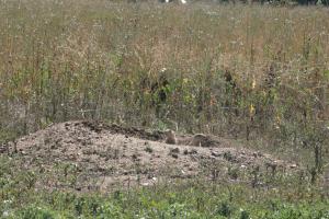 <img300*0:stuff/z/169023/Prairie%2520Dogs.2/i1281728860_6.jpg>