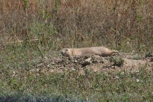 <img300*0:stuff/z/169023/Prairie%2520Dogs.2/i1281728860_7.jpg>
