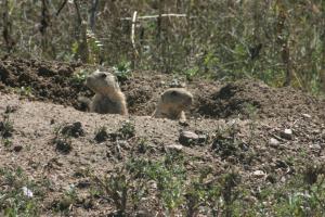 <img300*0:stuff/z/169023/Prairie%2520Dogs.2/i1281728861_10.jpg>