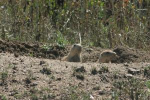 <img300*0:stuff/z/169023/Prairie%2520Dogs.2/i1281728861_11.jpg>