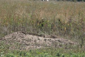<img300*0:stuff/z/169023/Prairie%2520Dogs.2/i1281728861_12.jpg>