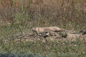 <img300*0:stuff/z/169023/Prairie%2520Dogs.2/i1281728861_13.jpg>