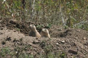 <img300*0:stuff/z/169023/Prairie%2520Dogs.2/i1281728861_15.jpg>