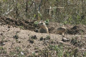 <img300*0:stuff/z/169023/Prairie%2520Dogs.2/i1281728861_16.jpg>